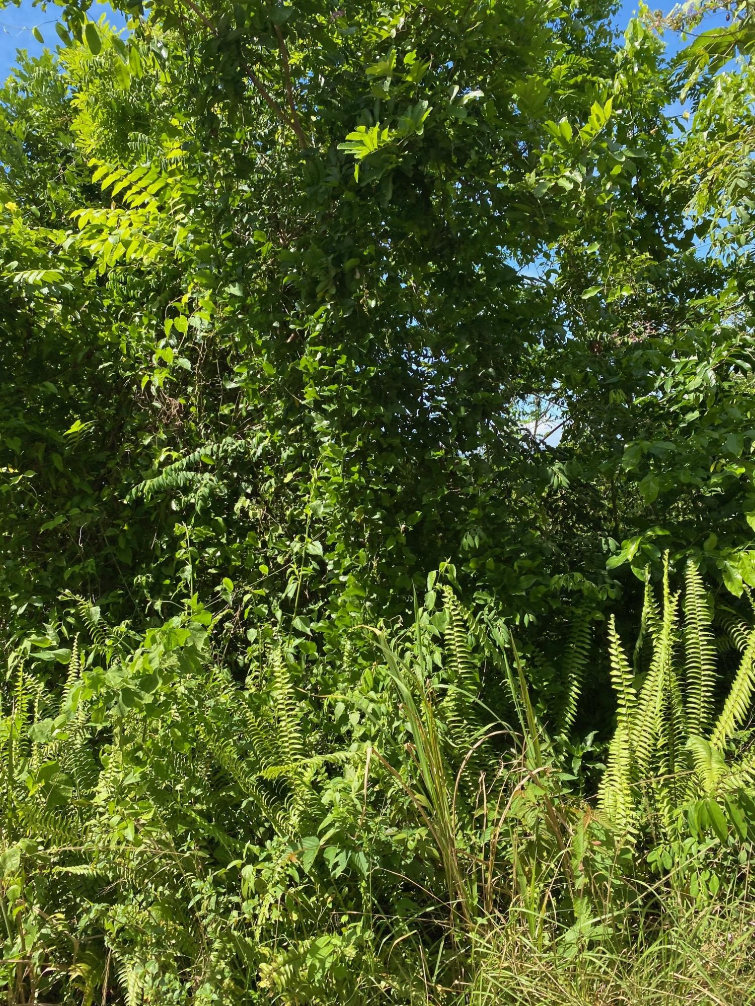 Sixth image of Mile Gully in MILE GULLY, Manchester, Jamaica - property is For Sale