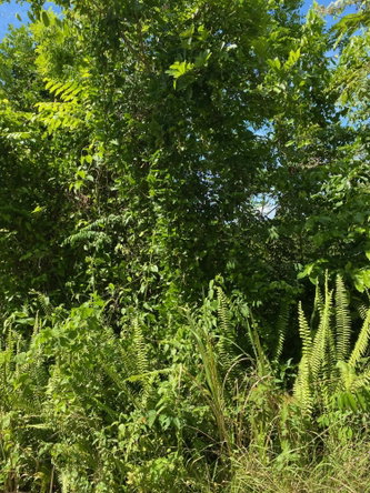 Sixth image of Mile Gully in MILE GULLY, Manchester, Jamaica - property is For Sale