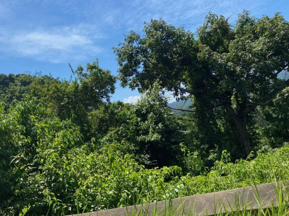 First image of Mile Gully in MILE GULLY, Manchester, Jamaica - property is For Sale