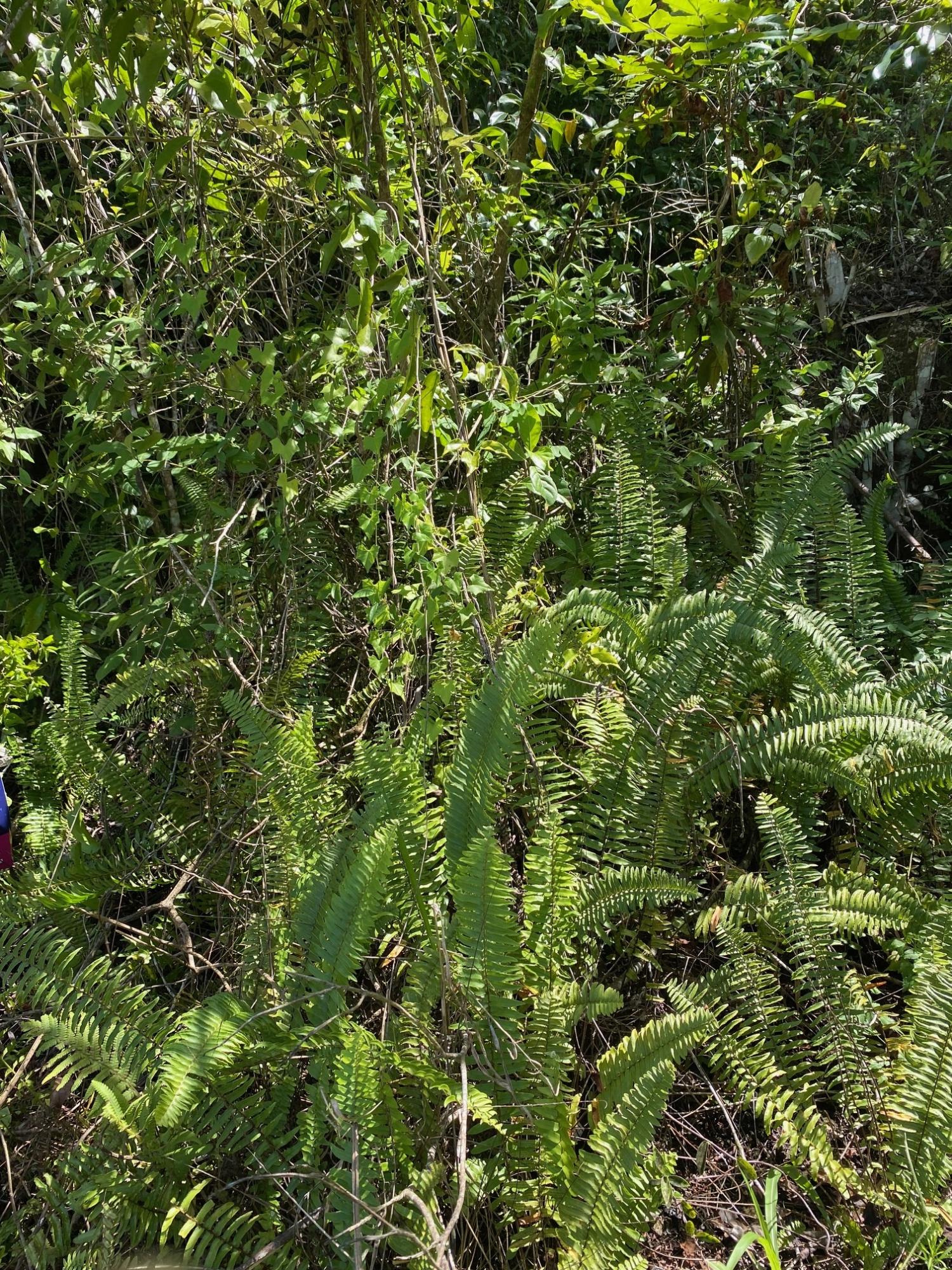 Eighth image of Mile Gully in MILE GULLY, Manchester, Jamaica - property is For Sale