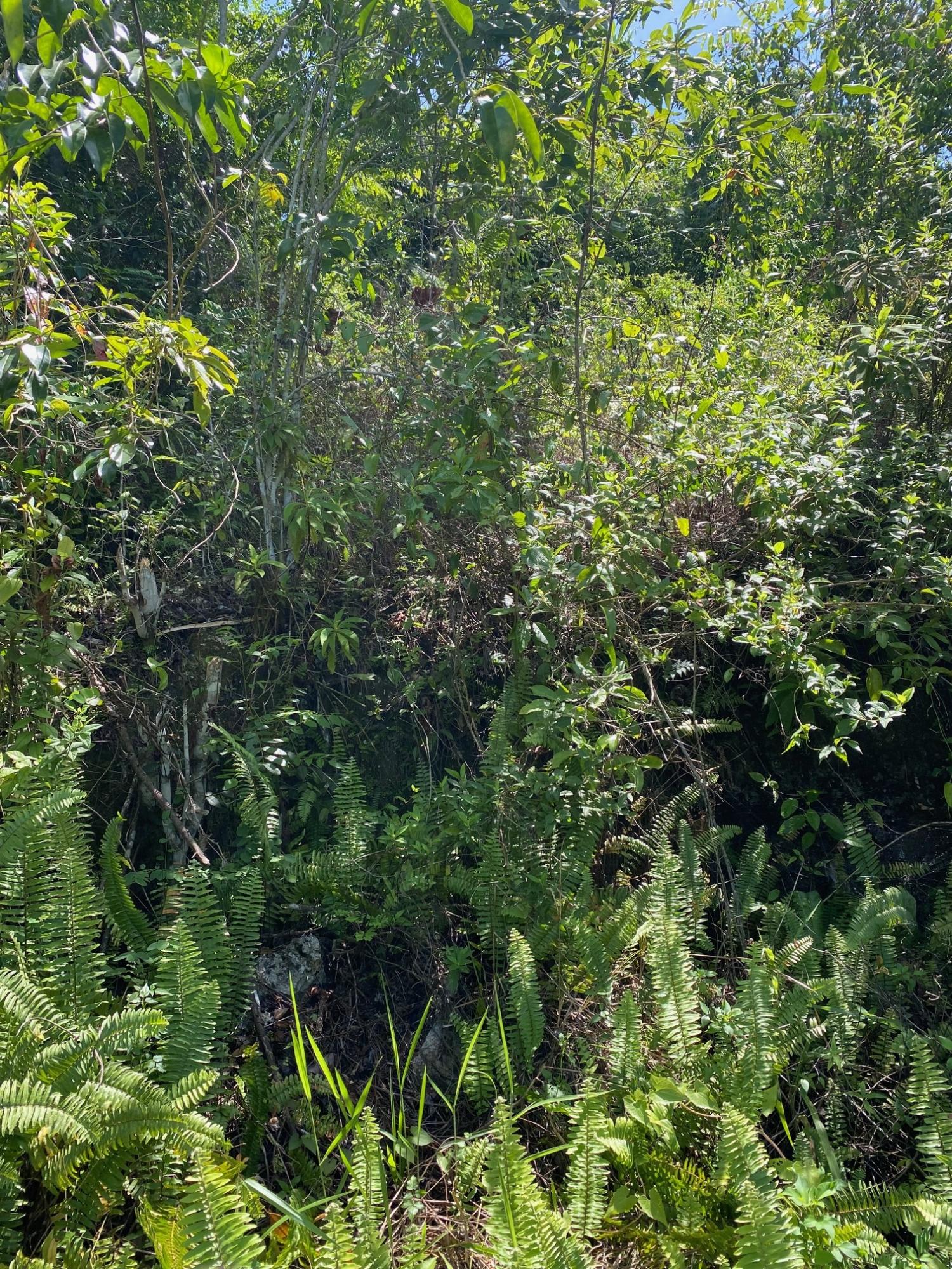 Ninth image of Mile Gully in MILE GULLY, Manchester, Jamaica - property is For Sale