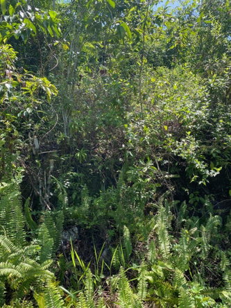 Ninth image of Mile Gully in MILE GULLY, Manchester, Jamaica - property is For Sale