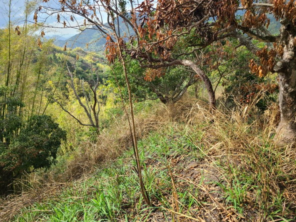 Fourth image of Hermitage Norbrook Kingst in Kingston 8, St. Andrew, Jamaica - property is For Sale