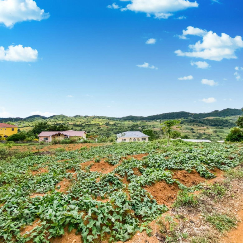 First image of Lot 25- Denham Farm in Christiana, Manchester, Jamaica - property is For Sale