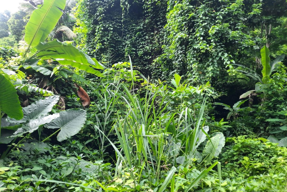 Third image of Bridgemount Heights in Constant Spring P.O., St. Andrew, Jamaica - property is For Sale