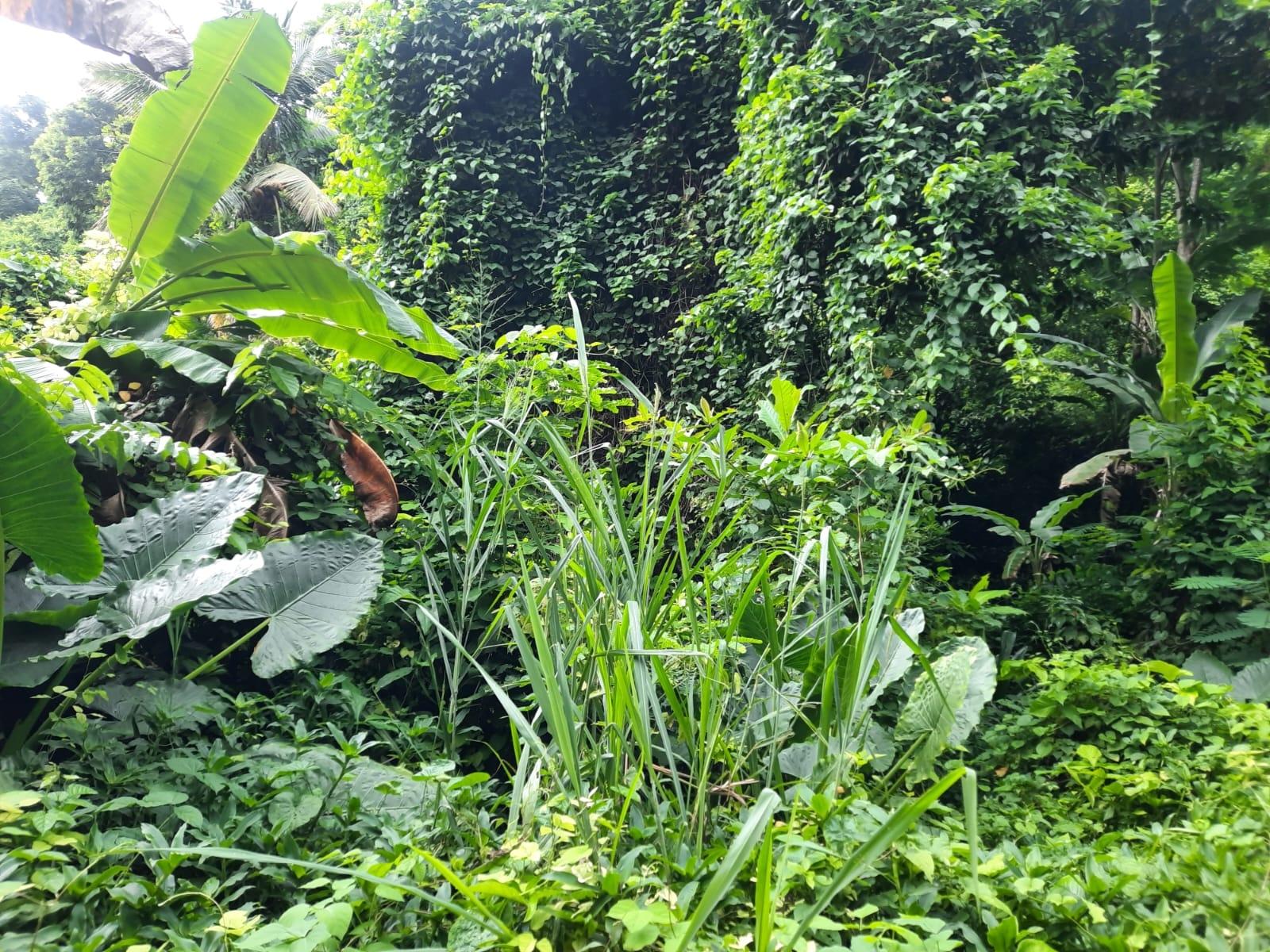 Prime-Development-Land-for-Sale-in-Bridgemount-Heights-St.-Andrew-Jamaica Third image of Bridgemount Heights in Constant Spring P.O., St. Andrew, Jamaica - property is For Sale