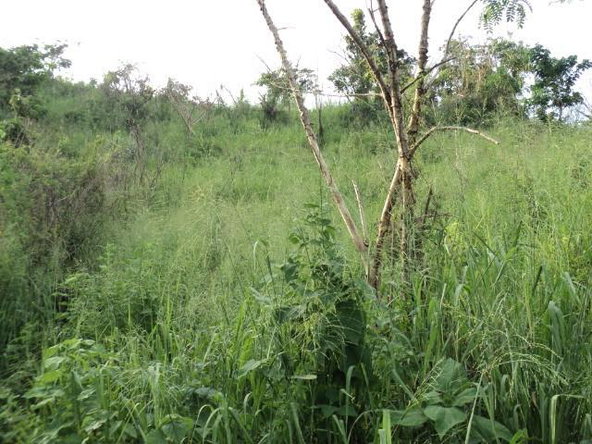 Twentieth image of Pinewood Dr. Patrick Hgts in Red Hills, St. Andrew, Jamaica - property is For Sale