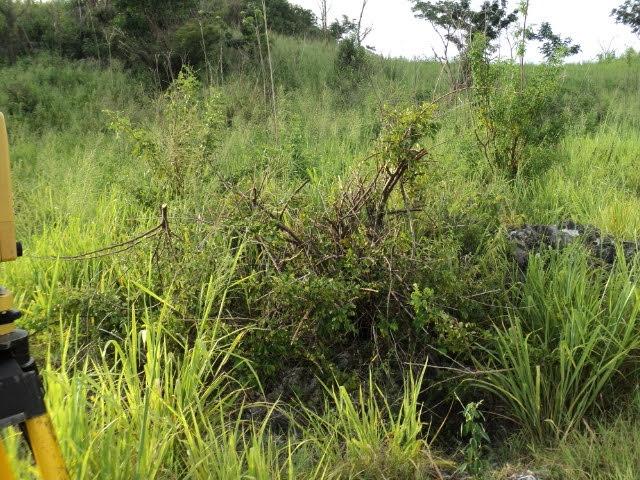 Sixth image of Pinewood Dr. Patrick Hgts in Red Hills, St. Andrew, Jamaica - property is For Sale