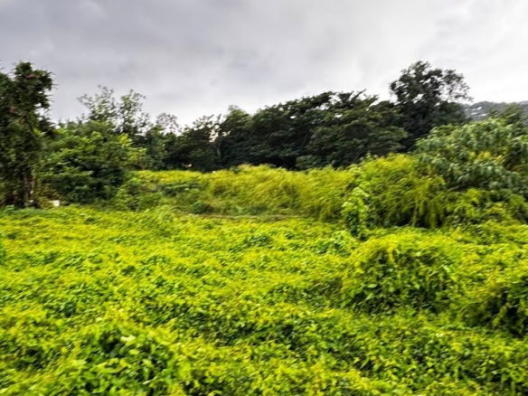 Prime Development Land for Sale in St. Ann’s Bay, Jamaica | Residential Opportunity 7 First image of Part of Sans Souci in St. Ann's Bay, St. Ann, Jamaica - property is For Sale