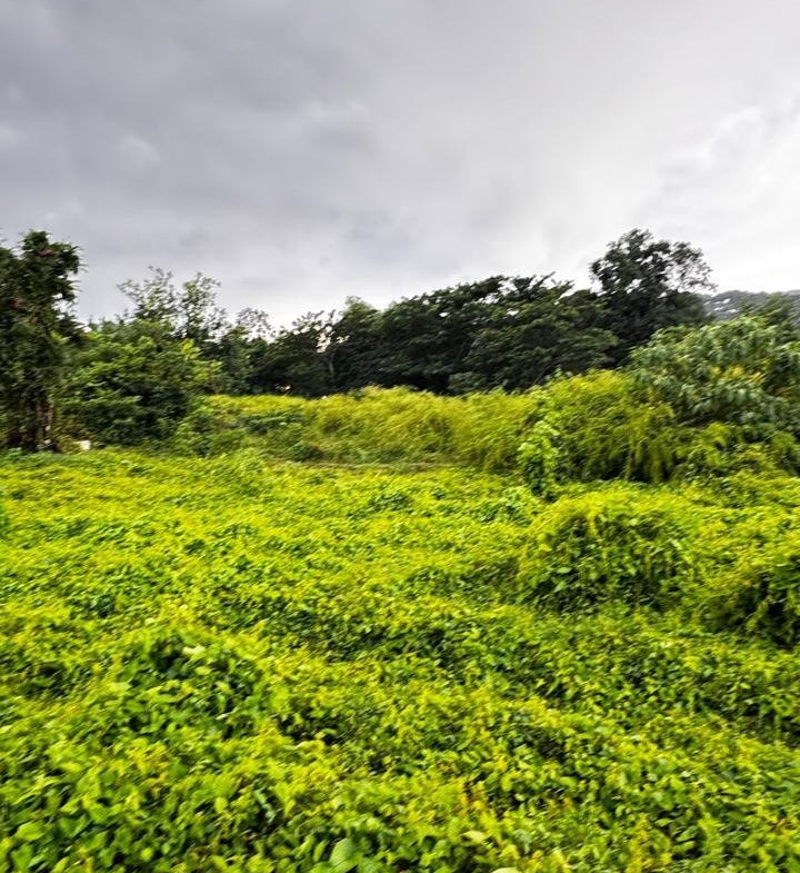 First image of Part of Sans Souci in St. Ann's Bay, St. Ann, Jamaica - property is For Sale