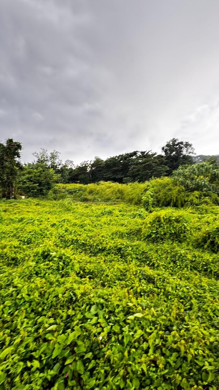 Prime-Development-Land-for-Sale-in-St.-Anns-Bay-Jamaica-Residential-Opportunity First image of Part of Sans Souci in St. Ann's Bay, St. Ann, Jamaica - property is For Sale