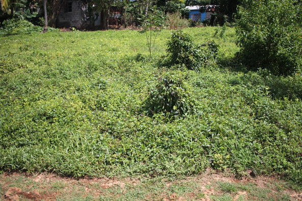 Second image of Middle Quarters in MIDDLE QUARTERS, St. Elizabeth, Jamaica - property is For Sale