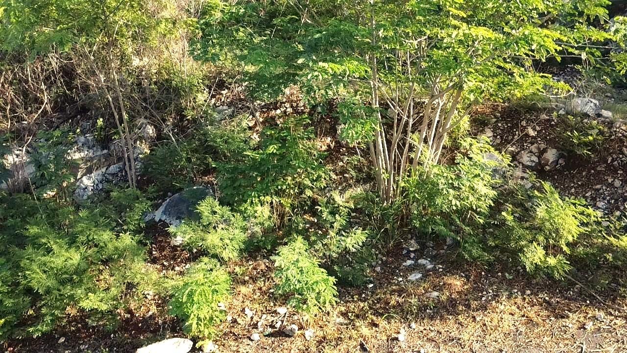Residential-Lot-for-Sale-at-72-Tom-Cringle-Drive-St.-Andrew-Jamaica Third image of 72 Tom Cringle Drive in Red Hills, St. Andrew, Jamaica - property is For Sale