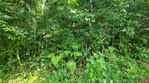 Eleventh image of 85 Coopers Hill in Red Hills, St. Andrew, Jamaica - property is For Sale