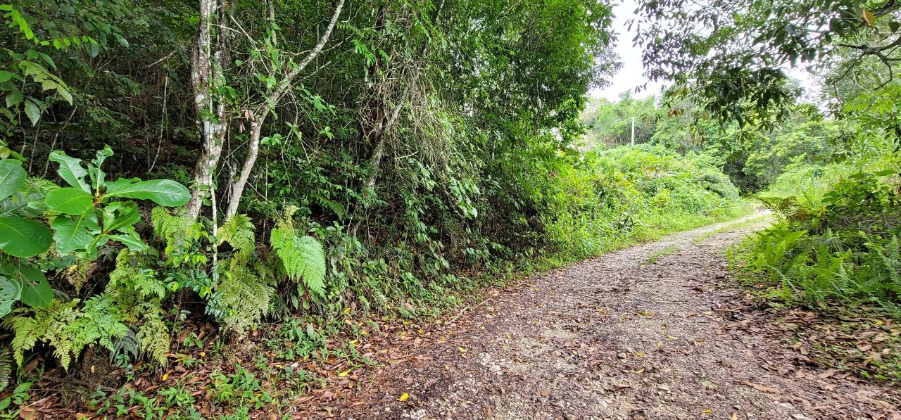 Residential-Lot-for-Sale-at-85-Coopers-Hill-St.-Andrew-Jamaica Fourth image of 85 Coopers Hill in Red Hills, St. Andrew, Jamaica - property is For Sale