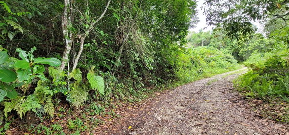 Fourth image of 85 Coopers Hill in Red Hills, St. Andrew, Jamaica - property is For Sale