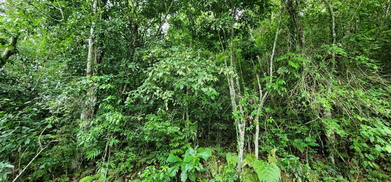 Residential-Lot-for-Sale-at-85-Coopers-Hill-St.-Andrew-Jamaica Fifth image of 85 Coopers Hill in Red Hills, St. Andrew, Jamaica - property is For Sale