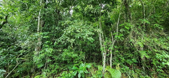 Fifth image of 85 Coopers Hill in Red Hills, St. Andrew, Jamaica - property is For Sale