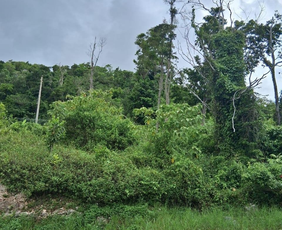 First image of Lot 25 Moorlands Manor in Mandeville, Manchester, Jamaica - property is For Sale