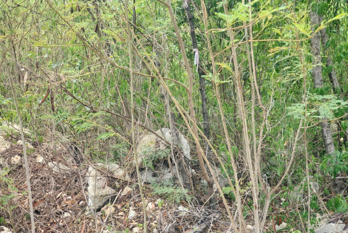 Fifth image of 16- Albion Heights in Albion, St. Thomas, Jamaica - property is For Sale