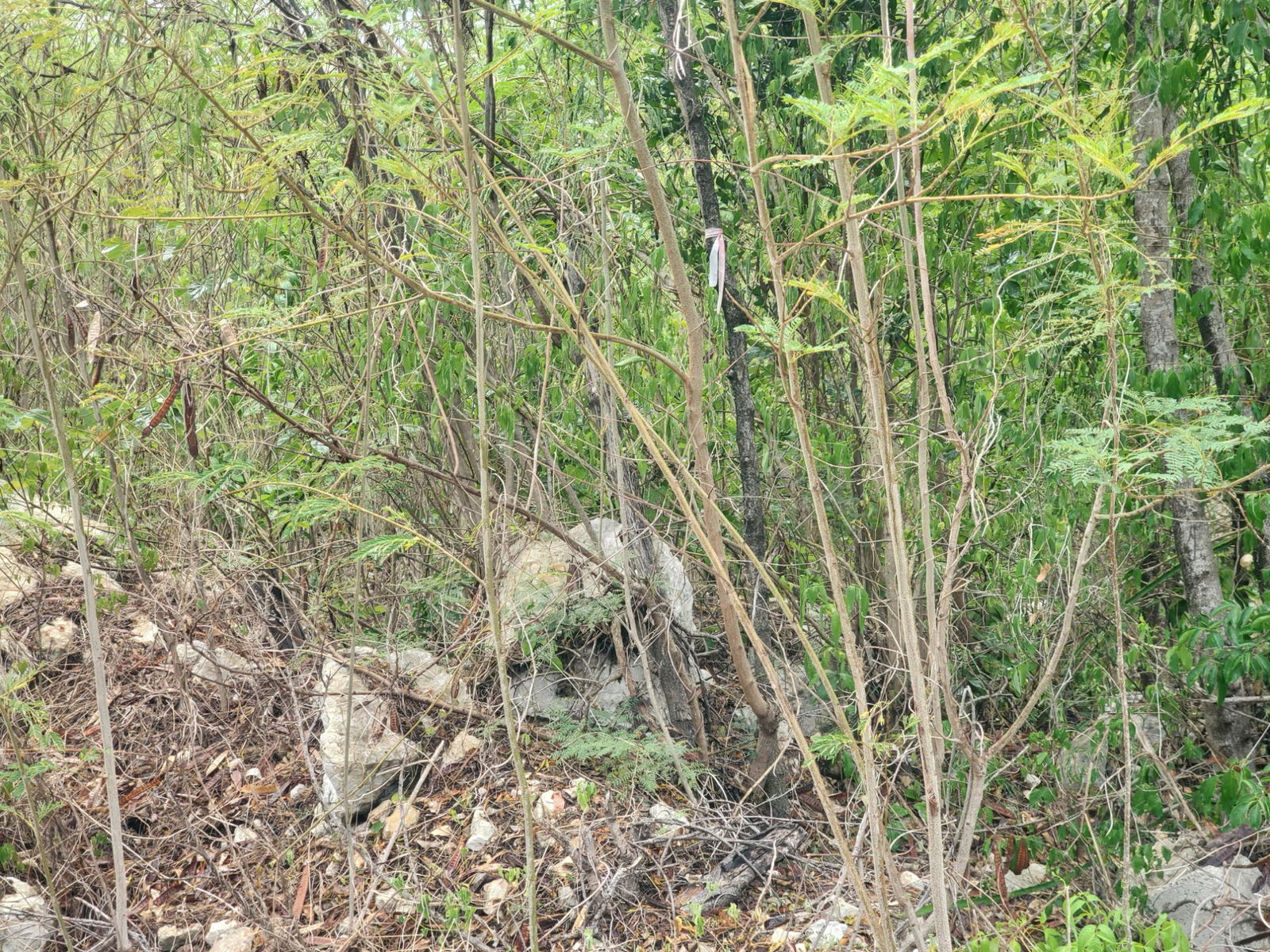 Fifth image of 16- Albion Heights in Albion, St. Thomas, Jamaica - property is For Sale