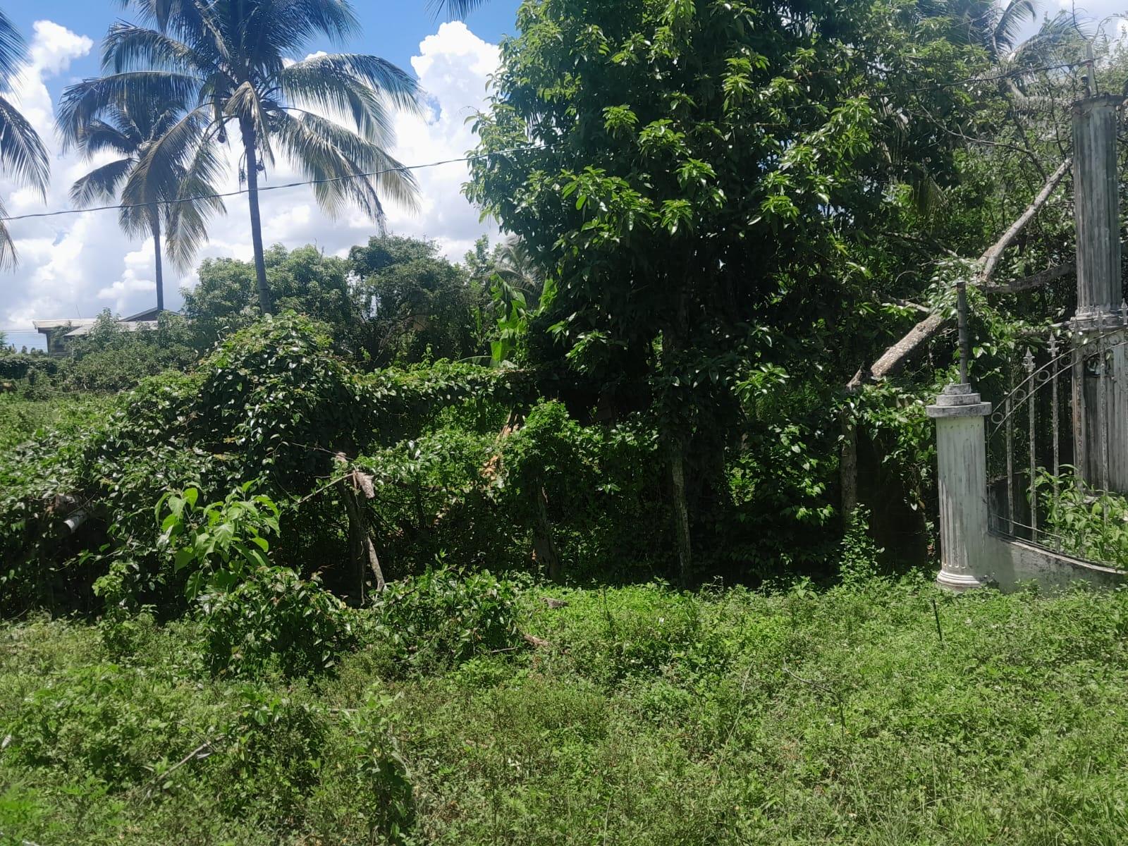 Residential-Lot-for-Sale-in-Bybrook-St.-Elizabeth-Jamaica-–-1600-sqm Fifth image of Bybrook Called Longwood in Longwood, St. Elizabeth, Jamaica - property is For Sale