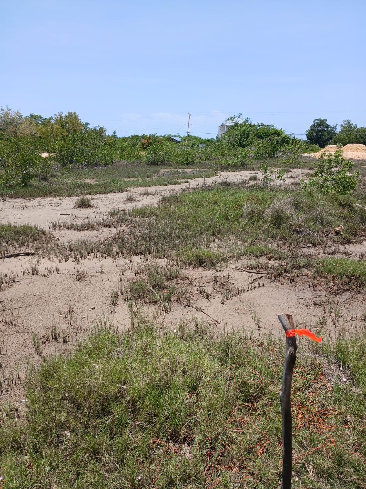 Third image of Lot 120 Fullerswood St. Elizabeth in Fullerswood, St. Elizabeth, Jamaica - property is For Sale