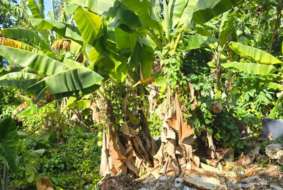 Fifth image of Hart Hill District in Hart Hill, Portland, Jamaica - property is For Sale