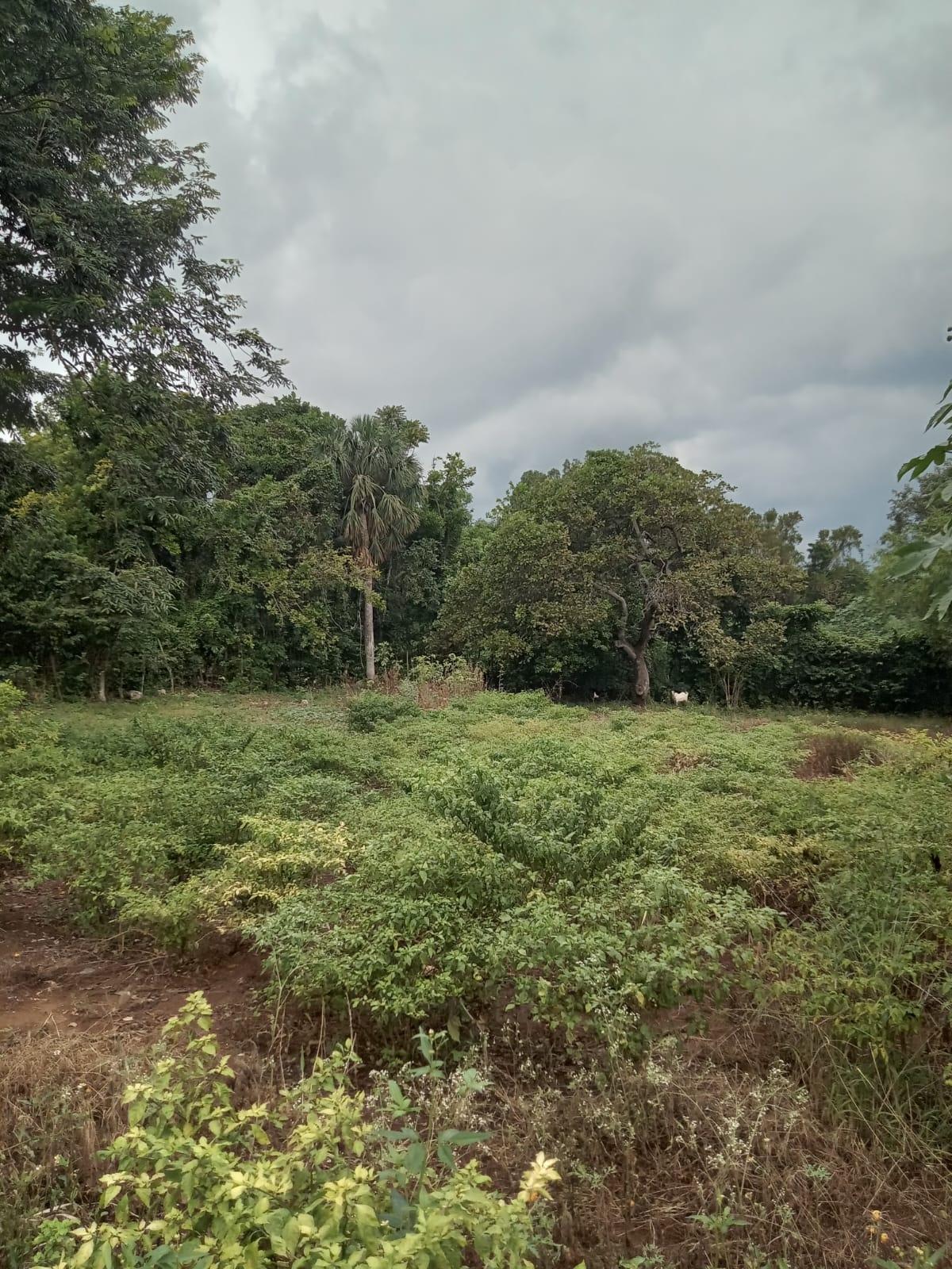 Third image of 1 Land Part of Leeds, Leeds in Leeds, St. Elizabeth, Jamaica - property is For Sale