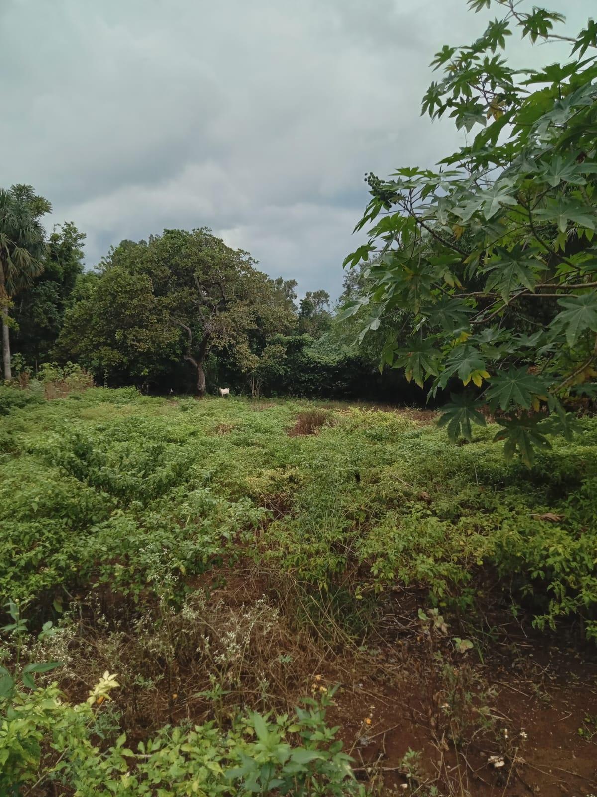 Fourth image of 1 Land Part of Leeds, Leeds in Leeds, St. Elizabeth, Jamaica - property is For Sale