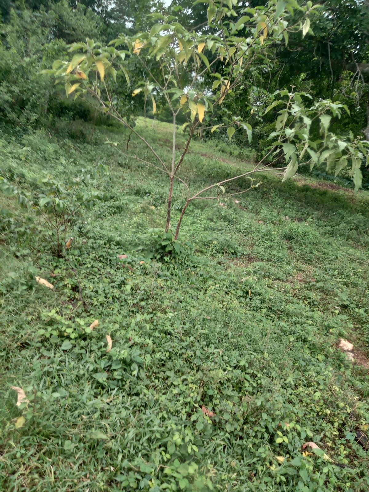 Fifth image of 1 Land Part of Leeds, Leeds in Leeds, St. Elizabeth, Jamaica - property is For Sale