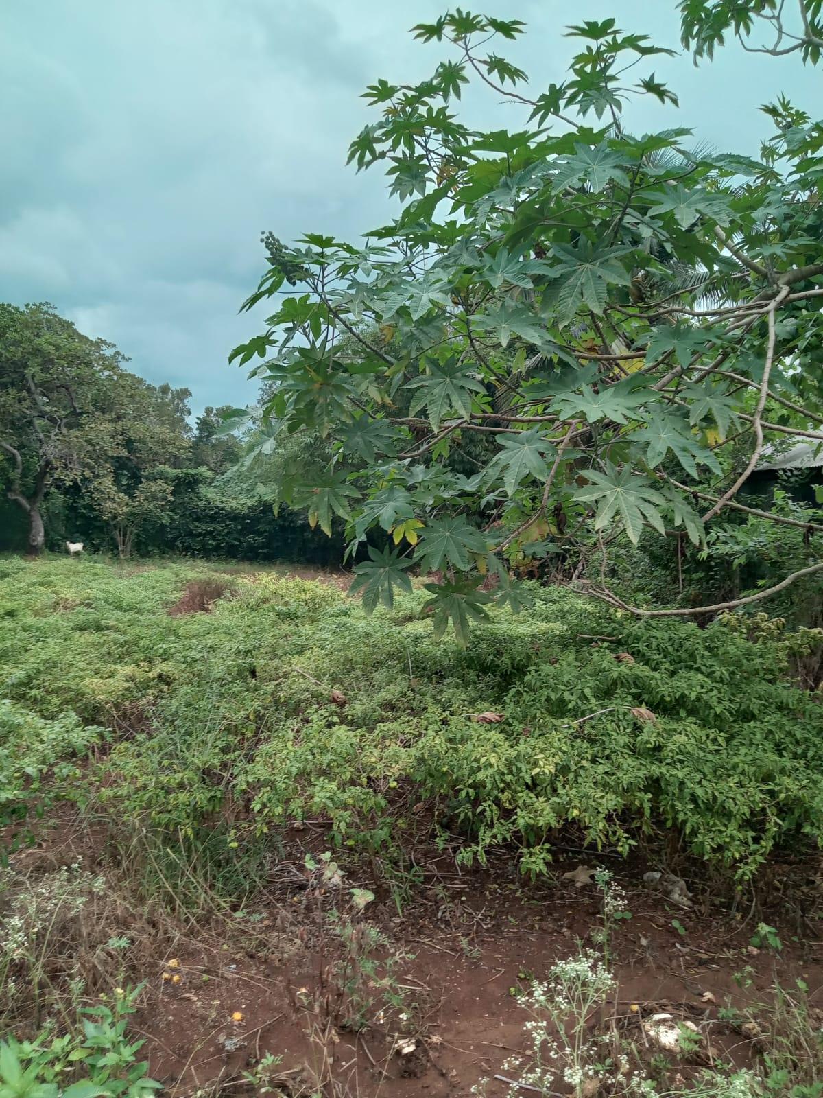 Sixth image of 1 Land Part of Leeds, Leeds in Leeds, St. Elizabeth, Jamaica - property is For Sale