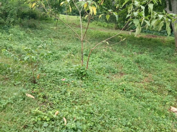 First image of 1 Land Part of Leeds, Leeds in Leeds, St. Elizabeth, Jamaica - property is For Sale