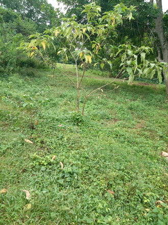 First image of 1 Land Part of Leeds, Leeds in Leeds, St. Elizabeth, Jamaica - property is For Sale