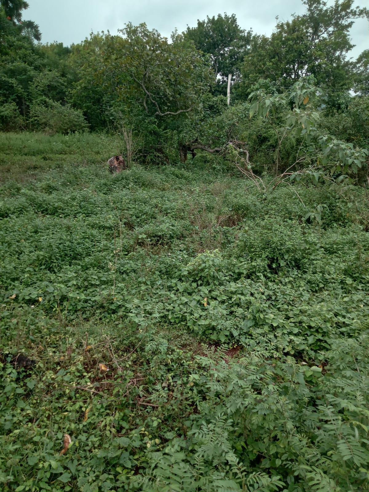 Second image of Leeds, St. Elizabeth in Leeds, St. Elizabeth, Jamaica - property is For Sale