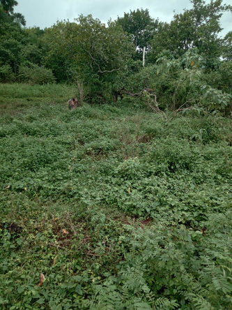 Second image of Leeds, St. Elizabeth in Leeds, St. Elizabeth, Jamaica - property is For Sale
