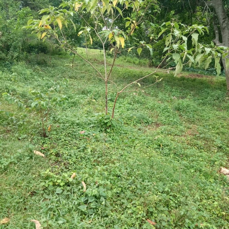 First image of Leeds, St. Elizabeth in Leeds, St. Elizabeth, Jamaica - property is For Sale