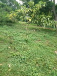 First image of Leeds, St. Elizabeth in Leeds, St. Elizabeth, Jamaica - property is For Sale