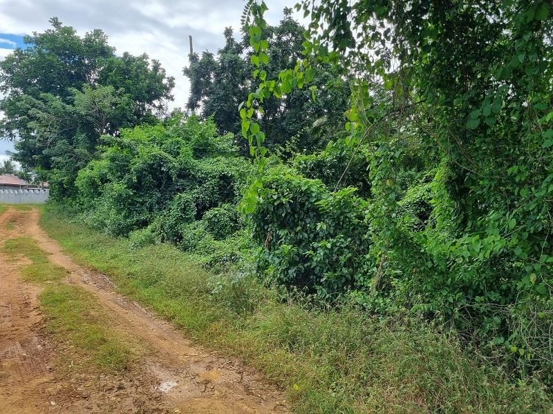 Third image of Land Part of Palm Distric in Linstead, St. Catherine, Jamaica - property is For Sale