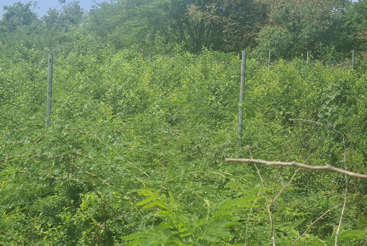 Eleventh image of Rosehall Boulevard in Freetown, Clarendon, Jamaica - property is For Sale