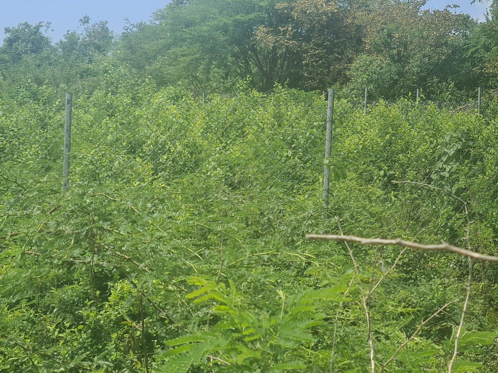 Eleventh image of Rosehall Boulevard in Freetown, Clarendon, Jamaica - property is For Sale