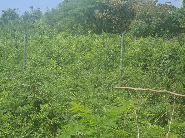 Eleventh image of Rosehall Boulevard in Freetown, Clarendon, Jamaica - property is For Sale