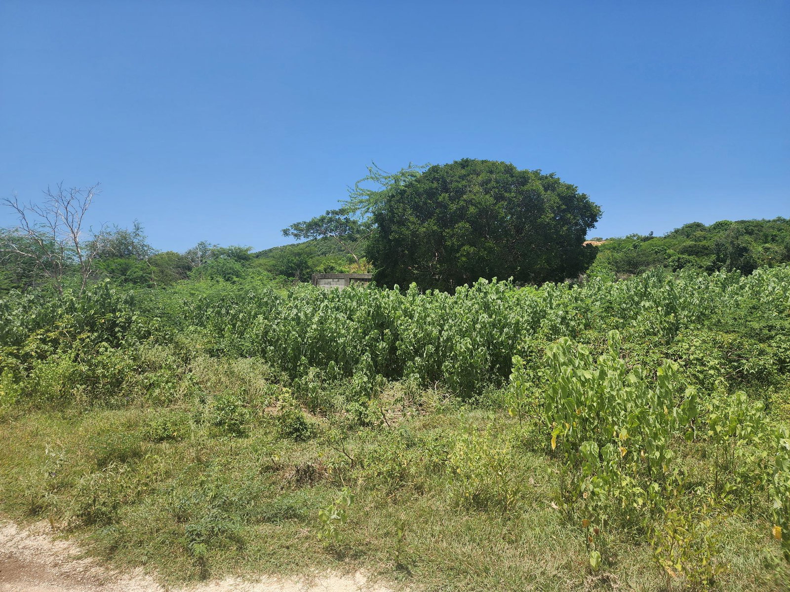 Sixteenth image of Rosehall Boulevard in Freetown, Clarendon, Jamaica - property is For Sale