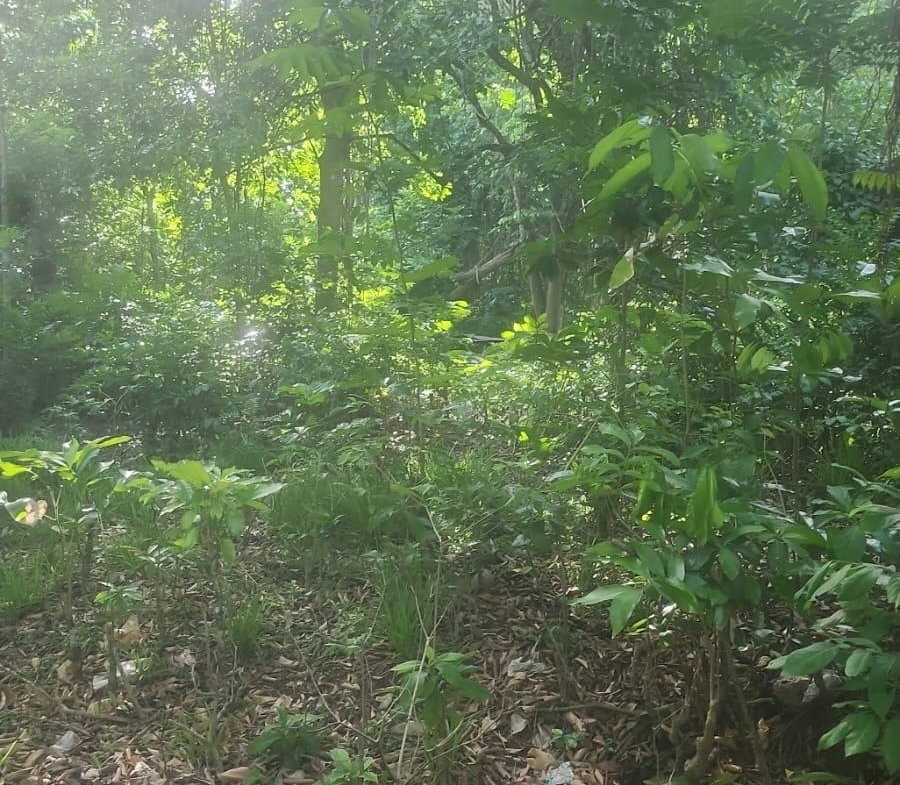Third image of Navarre Lane, Seaforth, s in Seaforth, St. Thomas, Jamaica - property is For Sale