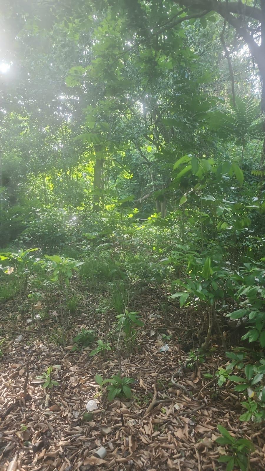 Third image of Navarre Lane, Seaforth, s in Seaforth, St. Thomas, Jamaica - property is For Sale