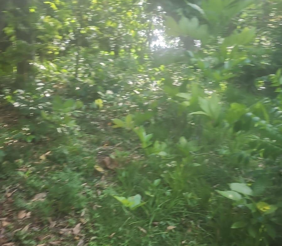 Sixth image of Navarre Lane, Seaforth, s in Seaforth, St. Thomas, Jamaica - property is For Sale