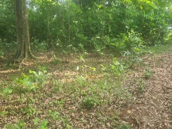First image of Navarre Lane, Seaforth, s in Seaforth, St. Thomas, Jamaica - property is For Sale