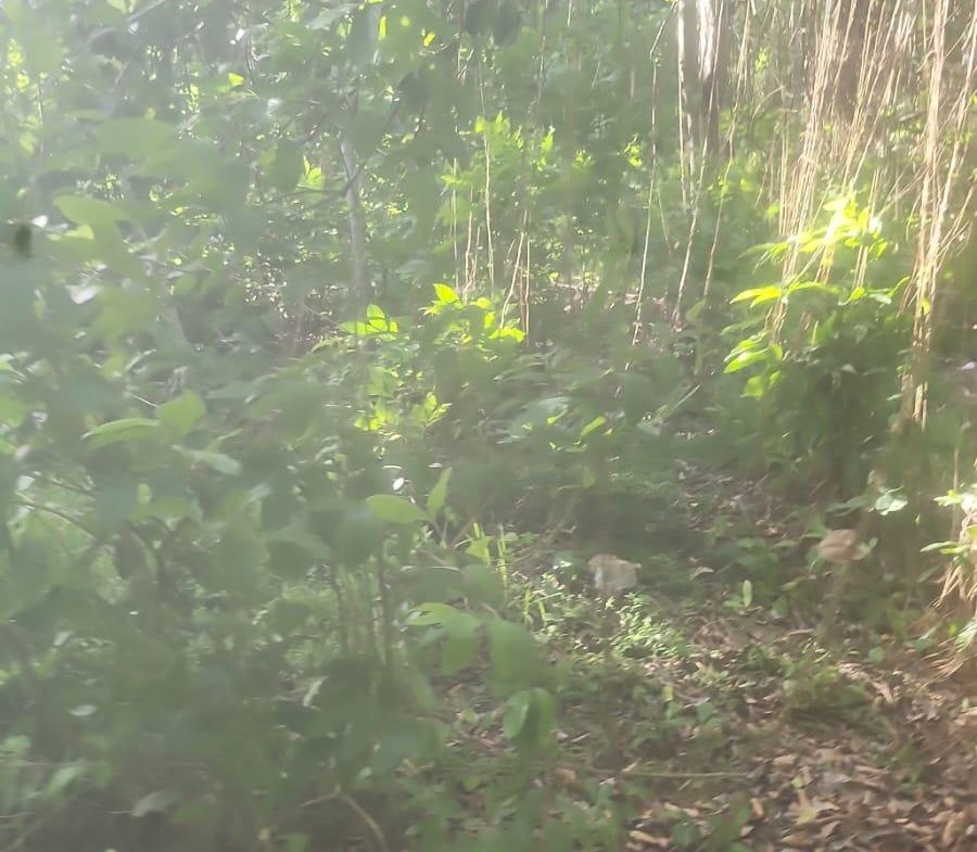 Eighth image of Navarre Lane, Seaforth, s in Seaforth, St. Thomas, Jamaica - property is For Sale