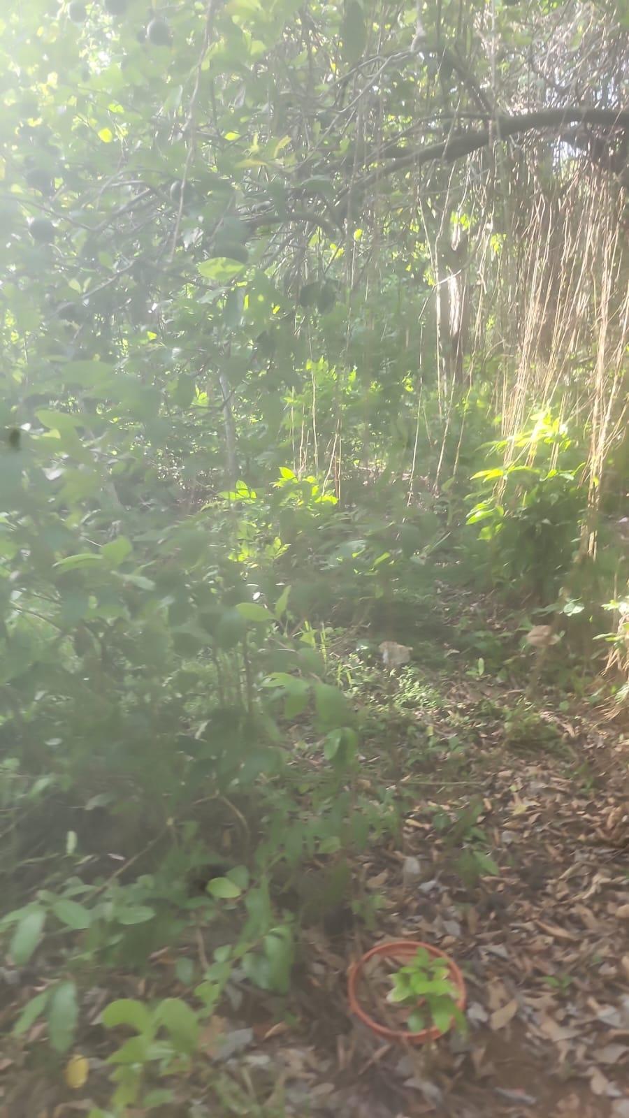 Eighth image of Navarre Lane, Seaforth, s in Seaforth, St. Thomas, Jamaica - property is For Sale