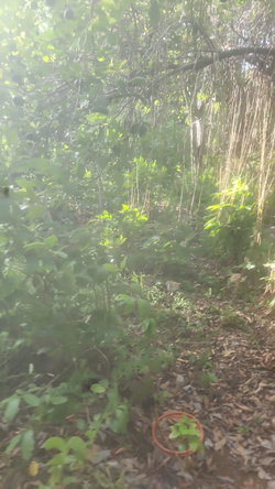 Eighth image of Navarre Lane, Seaforth, s in Seaforth, St. Thomas, Jamaica - property is For Sale